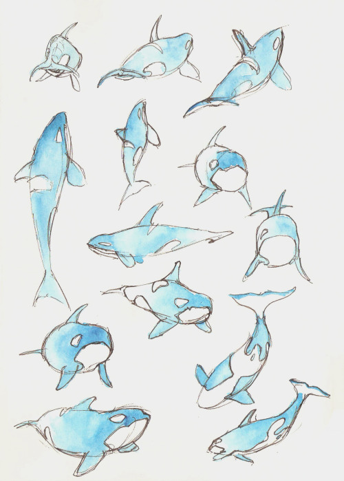 melgeeart:  More whale sketches, prepping for some animating.