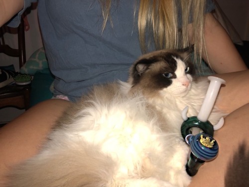 Cat cuddles &amp; bong hits are the best