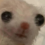 silent-cat
