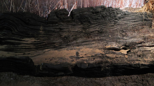 The Goosecroft Log Boat, Meffan Institute Museum, Forfar, Scotland, 30.5.18.This log boat has been c