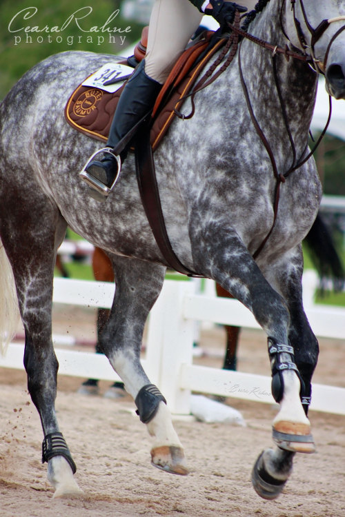 ceararahne: Flying Lead ChangeCHP Week 1© Ceara Rahne Photography 2015 I can&rsquo;t believ