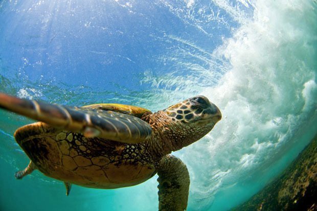 nubbsgalore:  endangered hawaiian green sea turtle (or honu in hawaiian) swimming