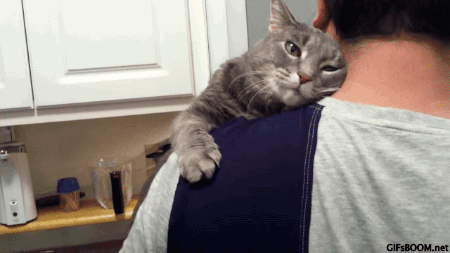 wittywhim:missharpersworld:anyone who says cats aren’t affectionate is a liaranyone who says cats ar