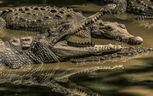 the-future-now:Man-eating crocodiles from the Nile are now in Florida Florida, home to giant, killer