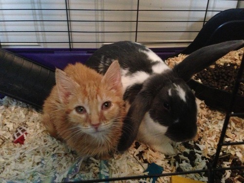 A story of a kitten and his unlikely companion...