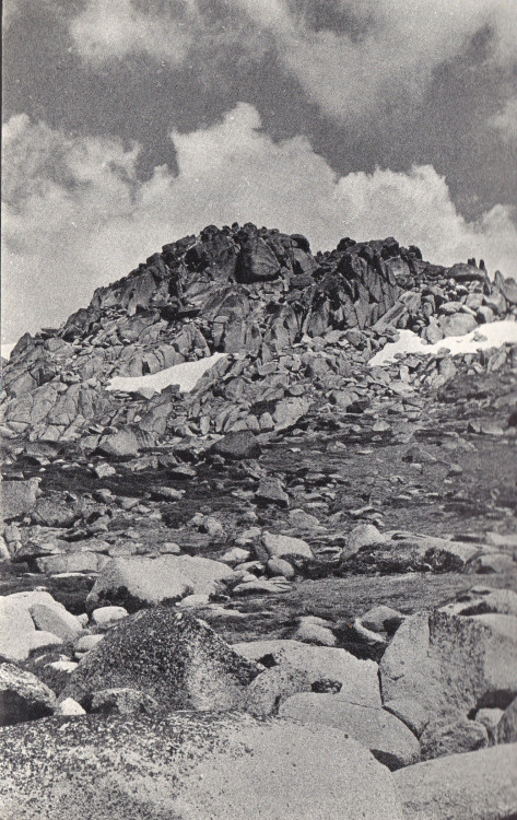 plant-scans: Australian Alpine Life, John Child, 1969
