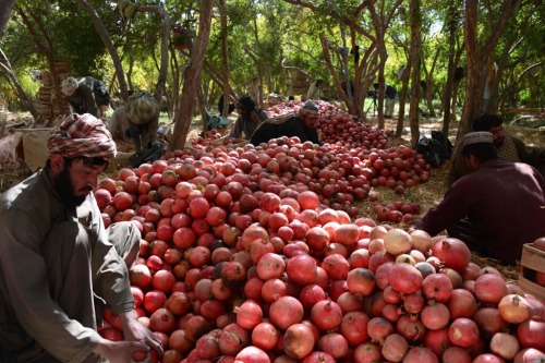 honeycoquelicot:Pomegranate harvest season in Afghanistan.Rudaw English ©That guy is spending SO MUC