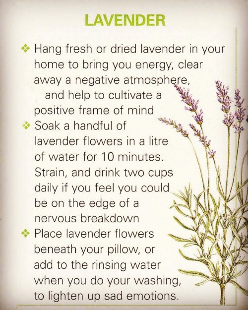 Lavender #lavender #lavenderuseshttps://www.instagram.com/p/CamiQ7zOoOD/?utm_medium=tumblr