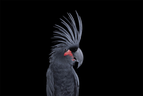 crossconnectmag:Affinity: Compelling Studio Portraits of Animals Photographed Against a Stark Black Backdrop by Brad Wil