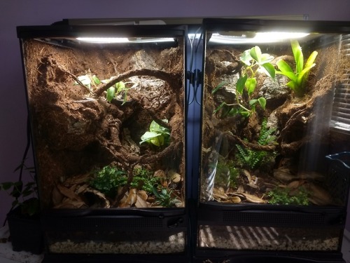 mooreinverts - Quick comparison of the vivariums before and after...