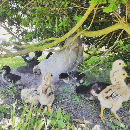 lynseygrosfield: First day free-ranging and learning about all the good grubs with mom. And not to b