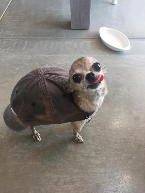 theawesomeadventurer:what kind of turtle is this