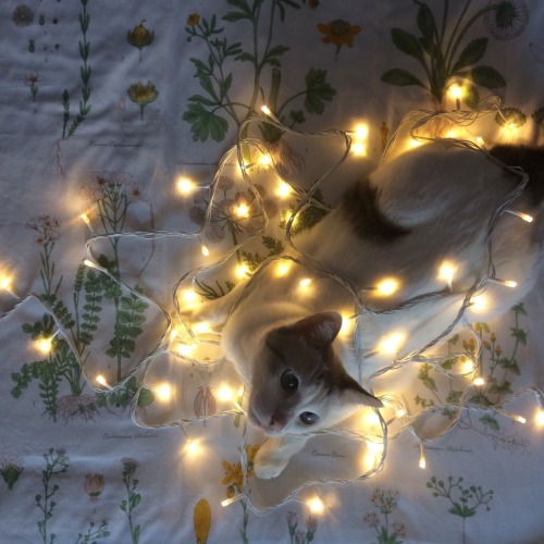 freazypeach:was about to hang my fairy lights up but she decided to get herself tangled in them