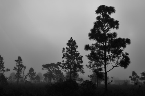 Ghostly Pines