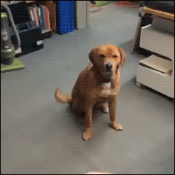 Everythingfox:  This Would Be My Dog