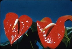 twoseparatecoursesmeet:  Anthurium, 1950s Harold Reeder 