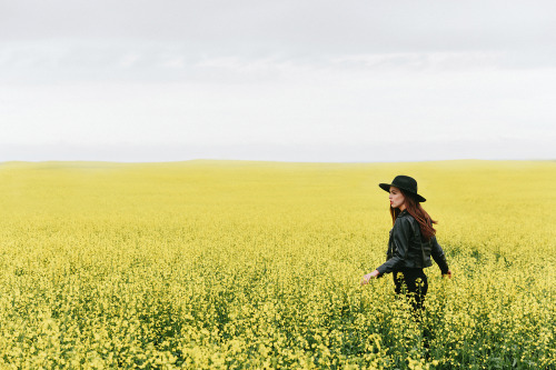 Canola Fields, Alberta - www.chrisamat.com