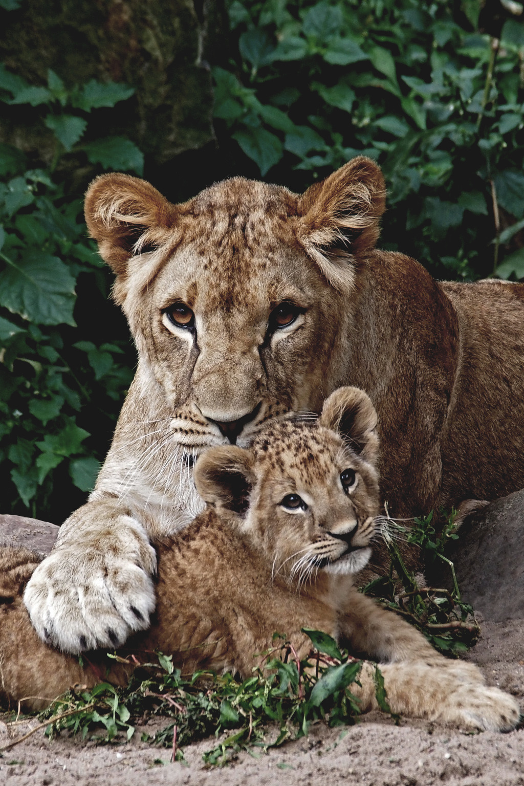 draftthemes: voices:   Lions | © | Instagram    High Quality, Free Tumblr Themes!