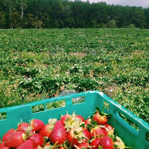 Porn Pics Strawberry picking with the fam #Qld