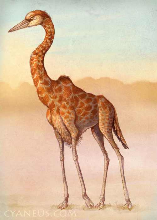draconym: flouryhedgehog: draconym: What if: a giraffe, but it‘s a bird hey op do you take con