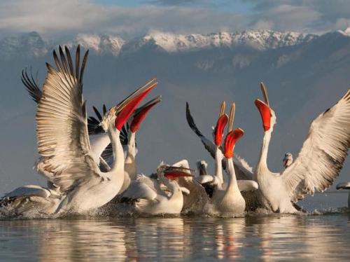 Live vs on the cover of the album | Great White Pelicans in Lake Kerkini, Greece(credits in the capt