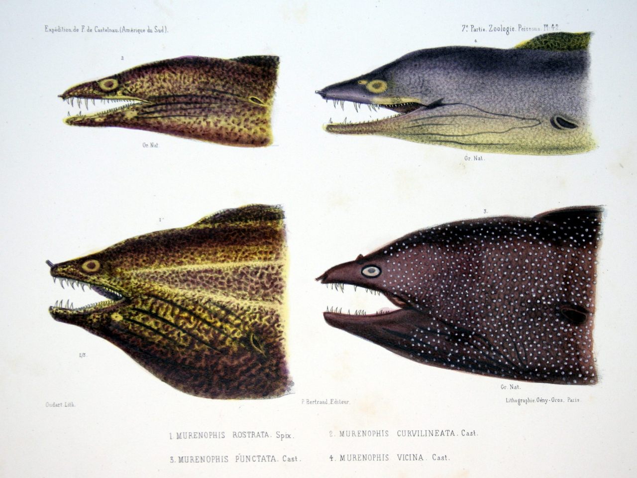biomedicalephemera:  This is your yearly reminder that the jaws of Aliens were based
