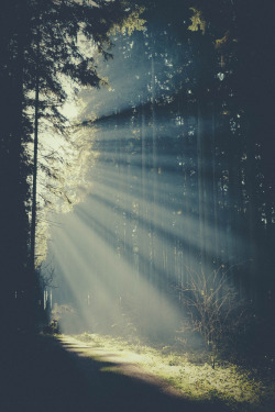 wolf-teeth:  Morning light in the forest (by mmartinsson) 