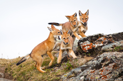 creatures-alive:Four Wolf Pups by Will Burrard-Lucas
