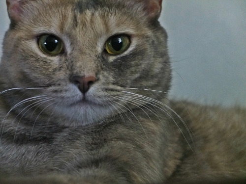 My Cat Named Tippy.