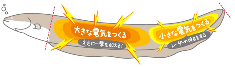 ibi-s:  アレ待チろまん - 電気ウナギは獲物の動きをリモートコントロールする