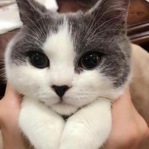 world-of-cats:  Source