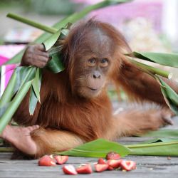 theanimalblog:  Baby orangutan Dewi celebrates her second birthday at Melbourne Zoo, Australia.  Picture: James D. Morgan / Rex Features