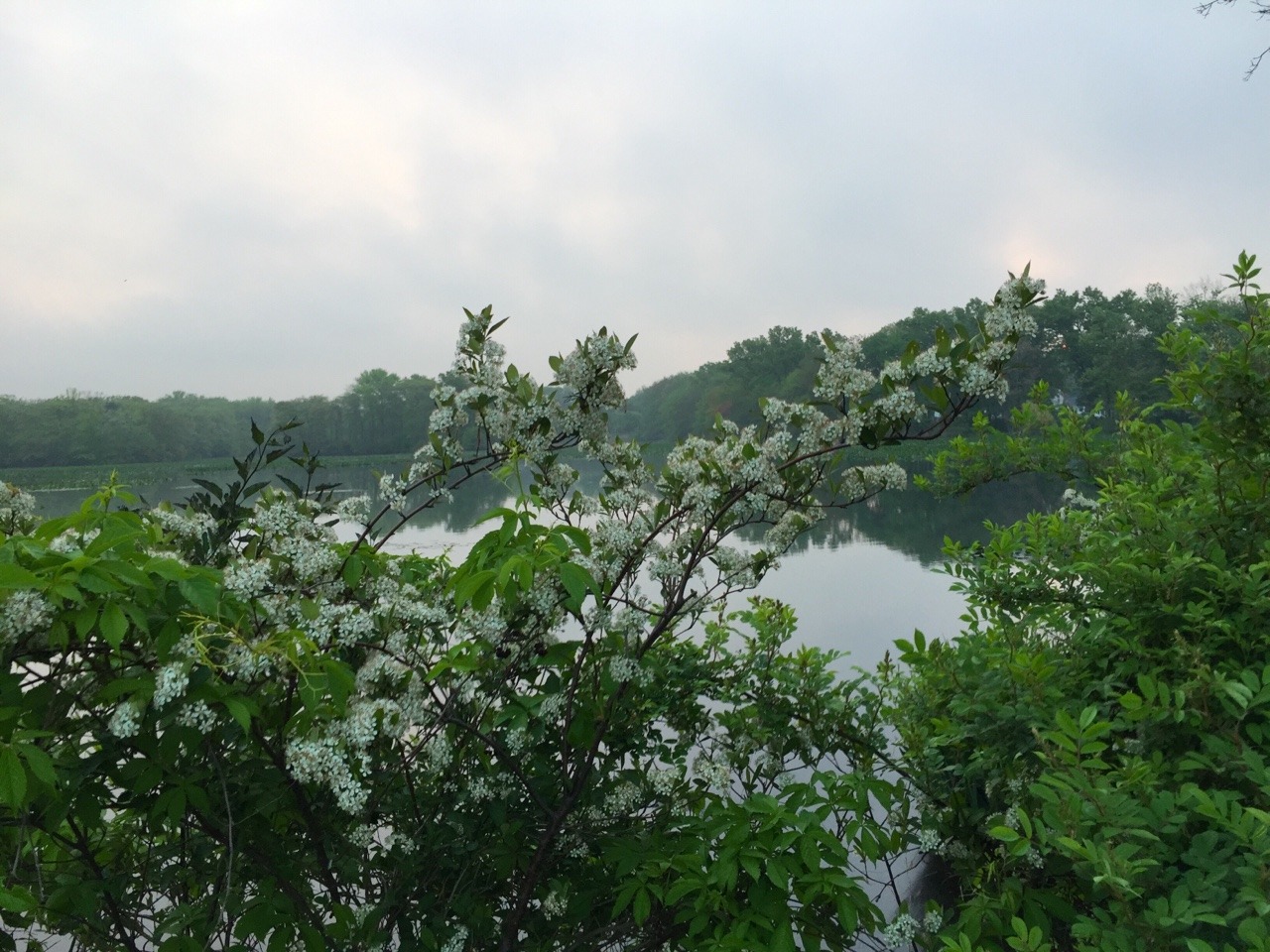 cynicism4dummies:  Morning over Mill Pond