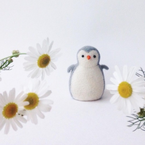 This little penguin likes camomiles. And what is your favourite flower? #baby #penguin #daisy #flow