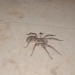 cryptid-corpse: