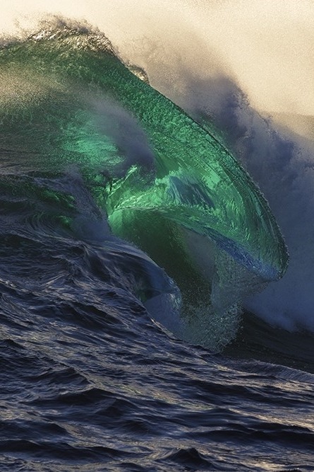 wavemotions:Ocean Mammal by William Patino