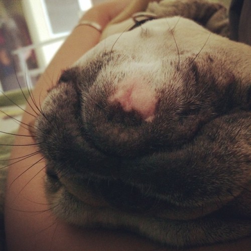 missdanidaniels:  Baby seal 😂 