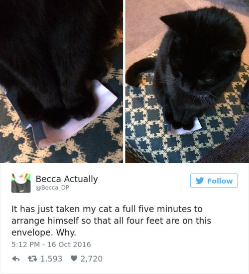 ohheyjorge:  fumbledeegrumble: fishwrites:  catsbeaversandducks:  Best Cat Tweets Of 2016 Via Bored Panda   Sorry long list but everyone is gold   ckat   @expected-chaos At least three of these are phin 