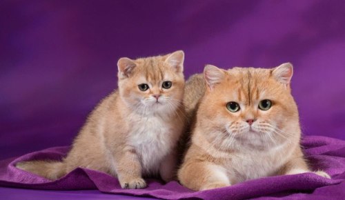 scottishstraight:Golden Beauty!© “Russo” cattery