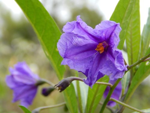 Solanum laciniatum, kengurunkoiso