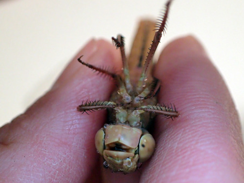 bowelfly: MAD MAD MAD
