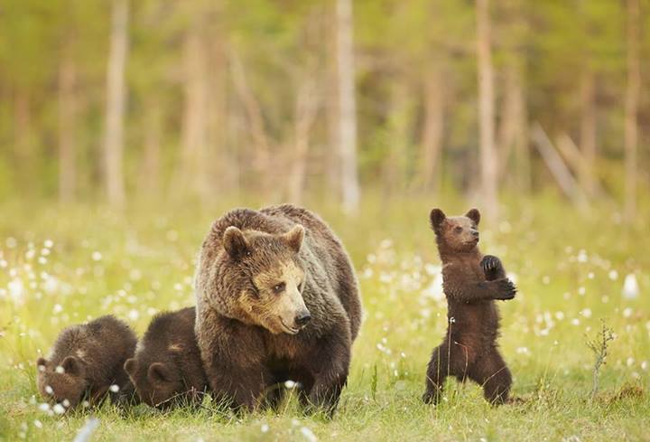 CRITTERS & COOL STUFF