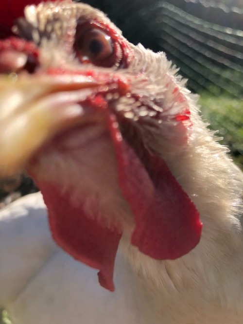 morning chook visit! all of them sound healthy, and voddie stuck her mohawk in my camera. niqua (the