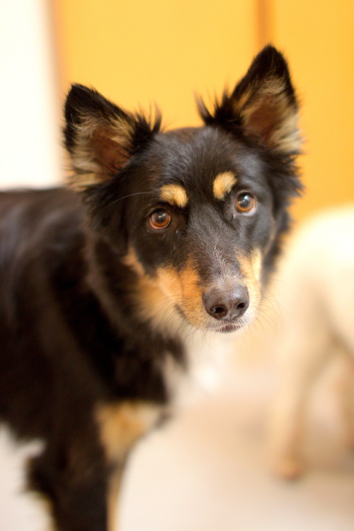 Luna, 6 year old border collie / saluki mix from the city of Stockholm