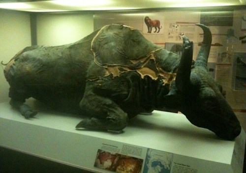 sixpenceee:What you’re looking at is a mummified bison from the Ice Age. It was frozen in soli