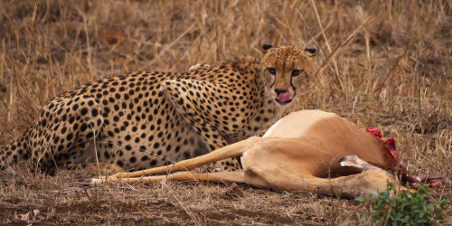 Cheetah and Impala