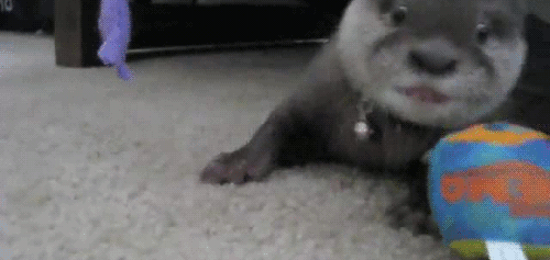 babyanimal-gifs:  x   *otterly* adorkable