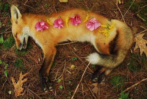 spiritbreather:three summers later & i have found a grown fox. the summer of 2014, i found a fox