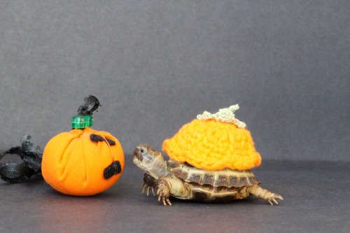 thewhimsyturtle: We don’t have time to carve a pumpkin this year, so Mommy gave me a little cl