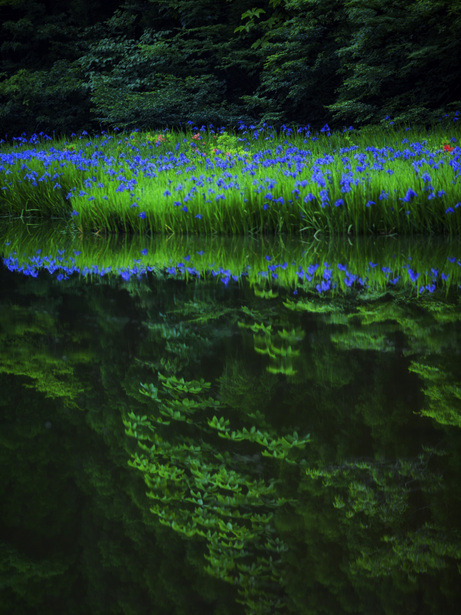 lifeisverybeautiful:  Iris laevigata, Shiga, Japan via GANREF